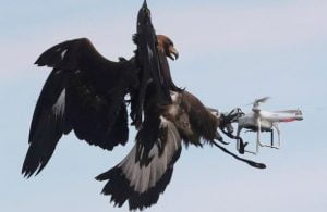 Ørn som flyr og fanger en drone