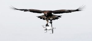 Ørn som fanger en drone i luften